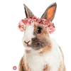 Hasi