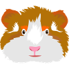 Guinea pig