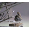 Thrush