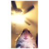 Meme Hamster Staring Front Camera