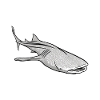 Whale shark
