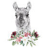Llama