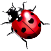 Coccinelle