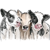 Amis de vaches