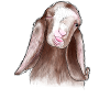 Funny Goat