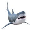 White shark, shark