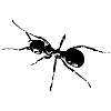 Ant black / white / graphic
