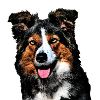 Border Collie 2