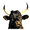 Bullfight bull