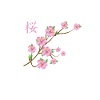 Japanese cherry blossoms