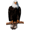 Eagle motif Animal motif