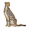 Cheetah