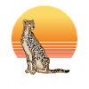 Soleil guépard