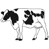 Cow