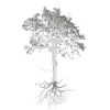 Crows in the tree