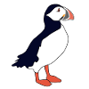 Puffin