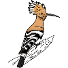 Wiedehopf Vogel