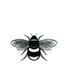 Bumblebee black and white
