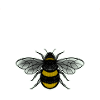 Bumblebee black yellow