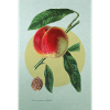 Peach | Print by botanical vintage drawing