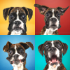 Boxer collage popart classic