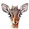 Doe