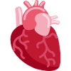Coeur humain