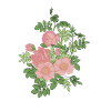 Pink Wild Roses