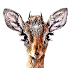 Biche Diamant