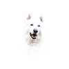 White Swiss Shepherd's Dog