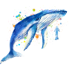 Baleines bleus Plongeurs Baleines