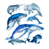 Specie di balene Varie balene Balenottere azzurre orca narvalo Bel