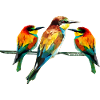 Geometric Kingfisher Trio