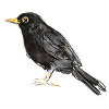 blackbird