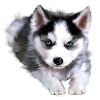 Chien, husky