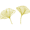 Ginkgo Biloba