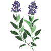 Wild sage