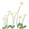 Daisies on the meadow