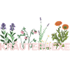 Kräuterhexe