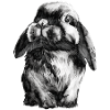 Lapin Lapin