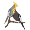 Nymph Parakeet Pair Motif