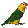 caique