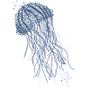 Anchor Jellyfish