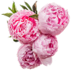peony 01