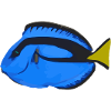 Paletten Doktorfisch