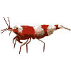 Shrimp Red Bee