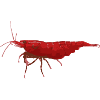 Garnele Red Fire