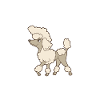 Pudel Poodle