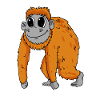 Singe orang-outan