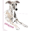 Whippet